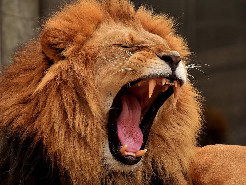 African Safaris