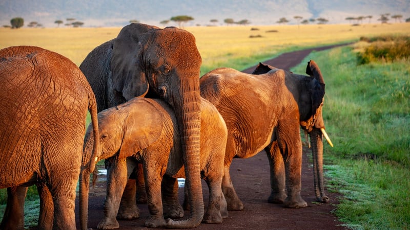 Elephants in the savanna