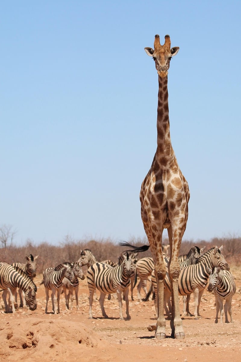 Giraffe in the savanna